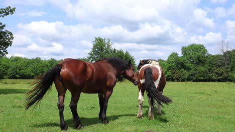 Free-grazing-horses-roam-around-in-Croatia