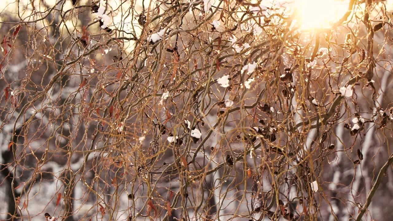 태양의 패턴 가지