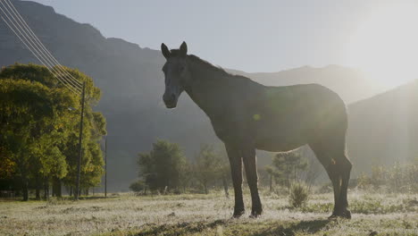 medium pan shot of a white and grey horse in the golden light on a cold misty morning during the sunrise