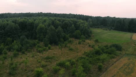 view of forest and field in kolbudy, kaszubia, pomorskie, poland