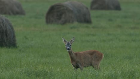 Roe-deer-in-dawn-dusk-evening-autumn-light-between-hay-rolls-eating-playing