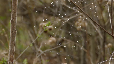 Water-drops-gathering-on-spider-web-in-deep-forest,-tilting-up-view