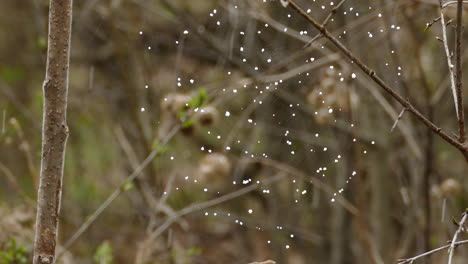 Gotas-De-Agua-Reunidas-En-La-Telaraña-En-El-Bosque-Profundo,-Inclinando-La-Vista-Hacia-Arriba