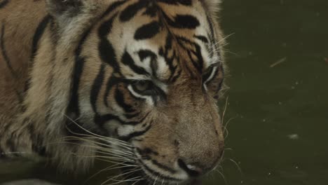 rare shots of tiger drinking water from a river or lake