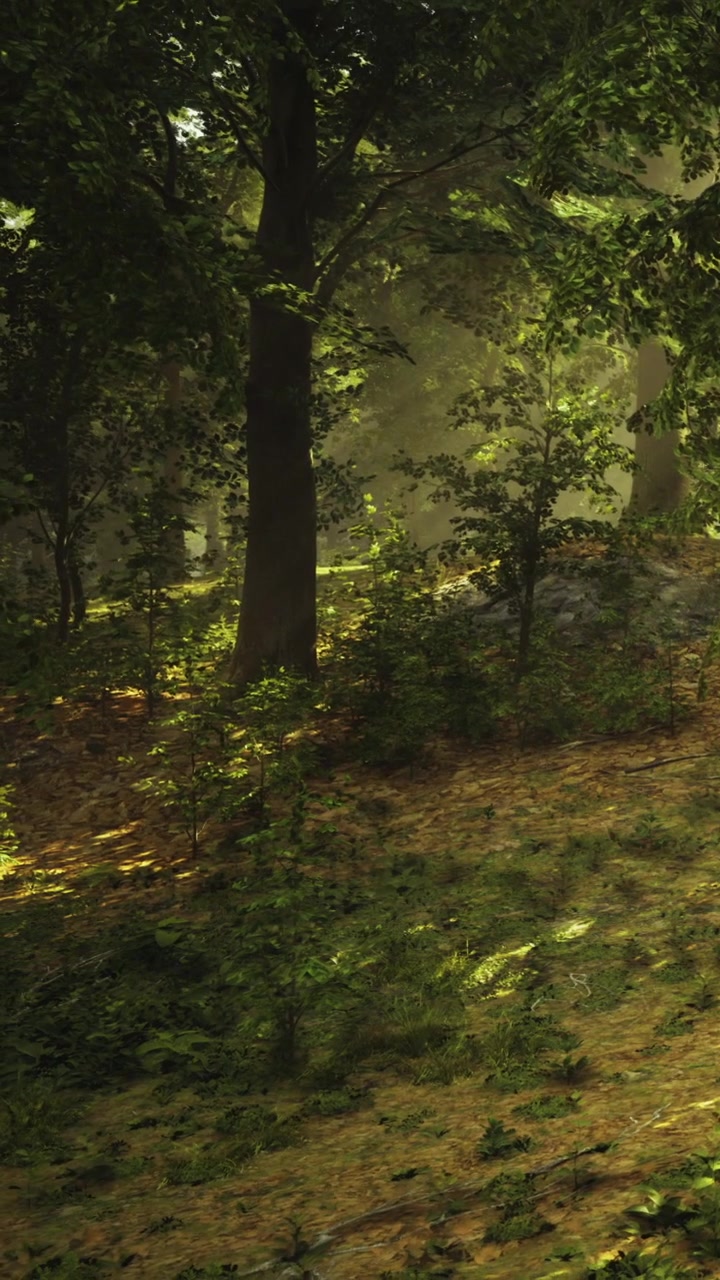 La luce filtra attraverso gli alberi in una foresta tranquilla durante il pomeriggio