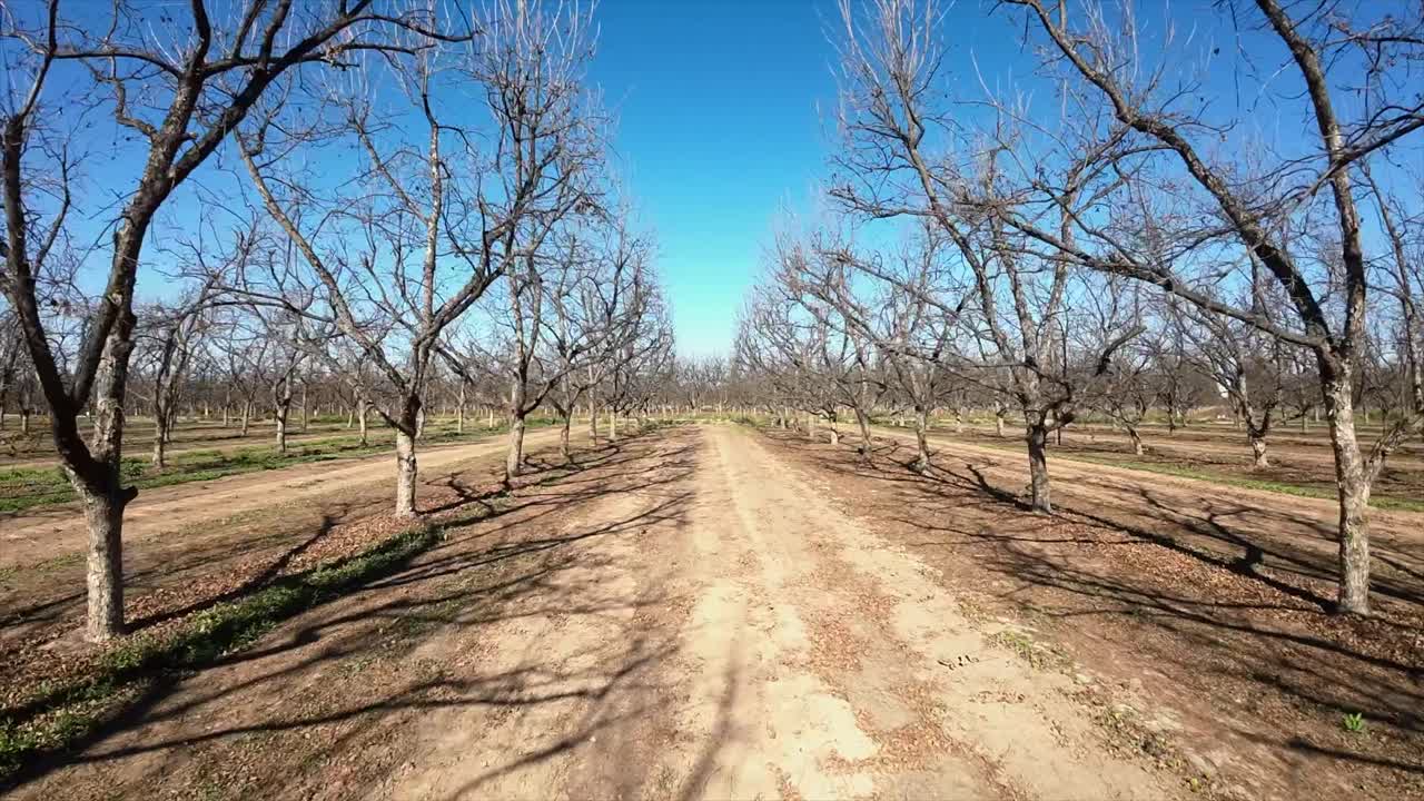 toma aérea de un dron volando entre nogales en un vuelo fpv de un día soleado