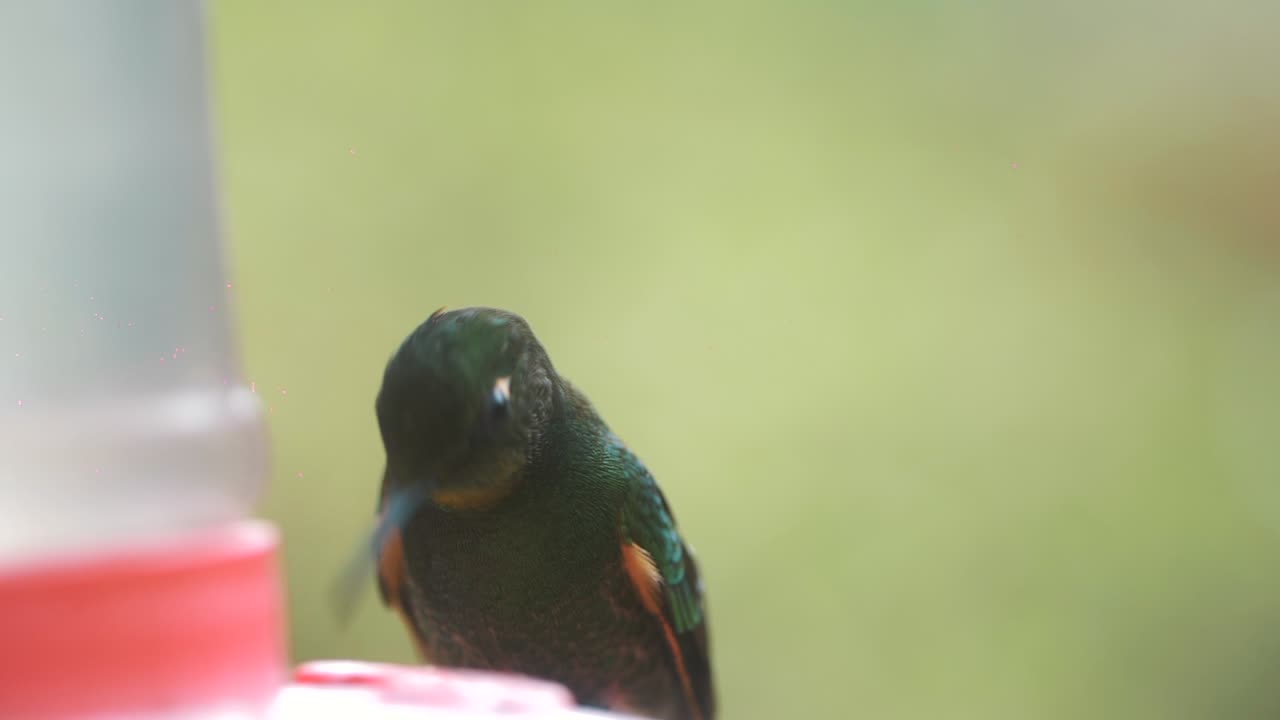 macro, primer plano de un lindo colibri bebiendo azúcar en cámara lenta