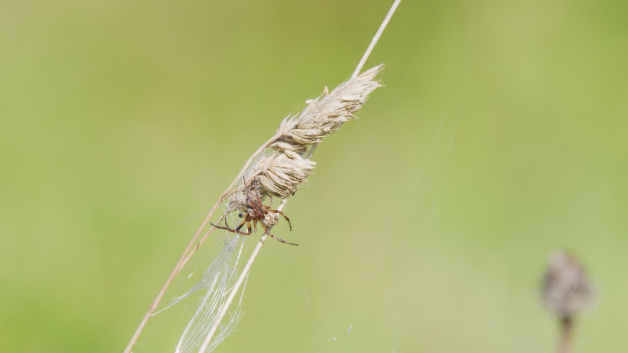 A spider interacts with a winged insect caught on its web, suspended from a thistle stem in a sunlit, grassy meadow. Shallow depth of field, static camera