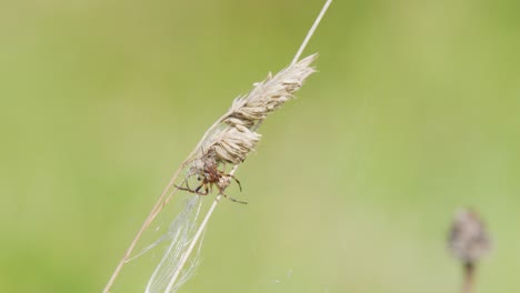 a spider interacts with a winged insect caught on its web, suspended from a thistle stem in a sunlit, grassy meadow. shallow depth of field, static camera