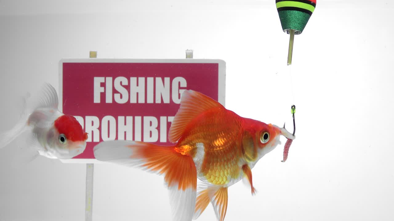 황금어가 패널 앞에서 수영하는 시 금지
