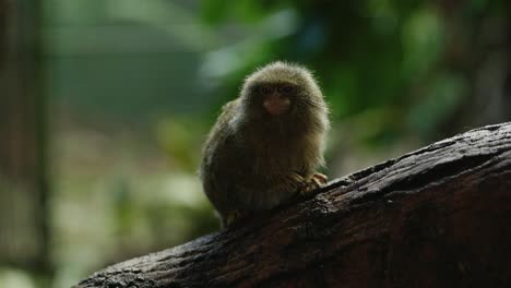 an eastern pygmy marmoset sits on a branch in front of the camera before walking out of shot along a tree