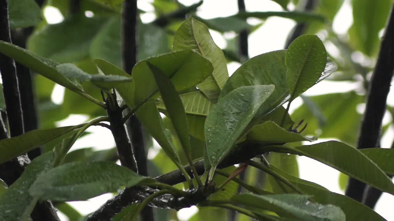 gotas de lluvia sobre las hojas verdes de los árboles