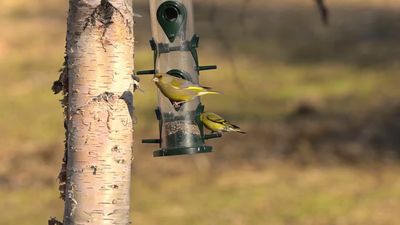 Greenfinches (hloris chloris eat sunflower seeds from feeder on birch tree in warm summer sunset