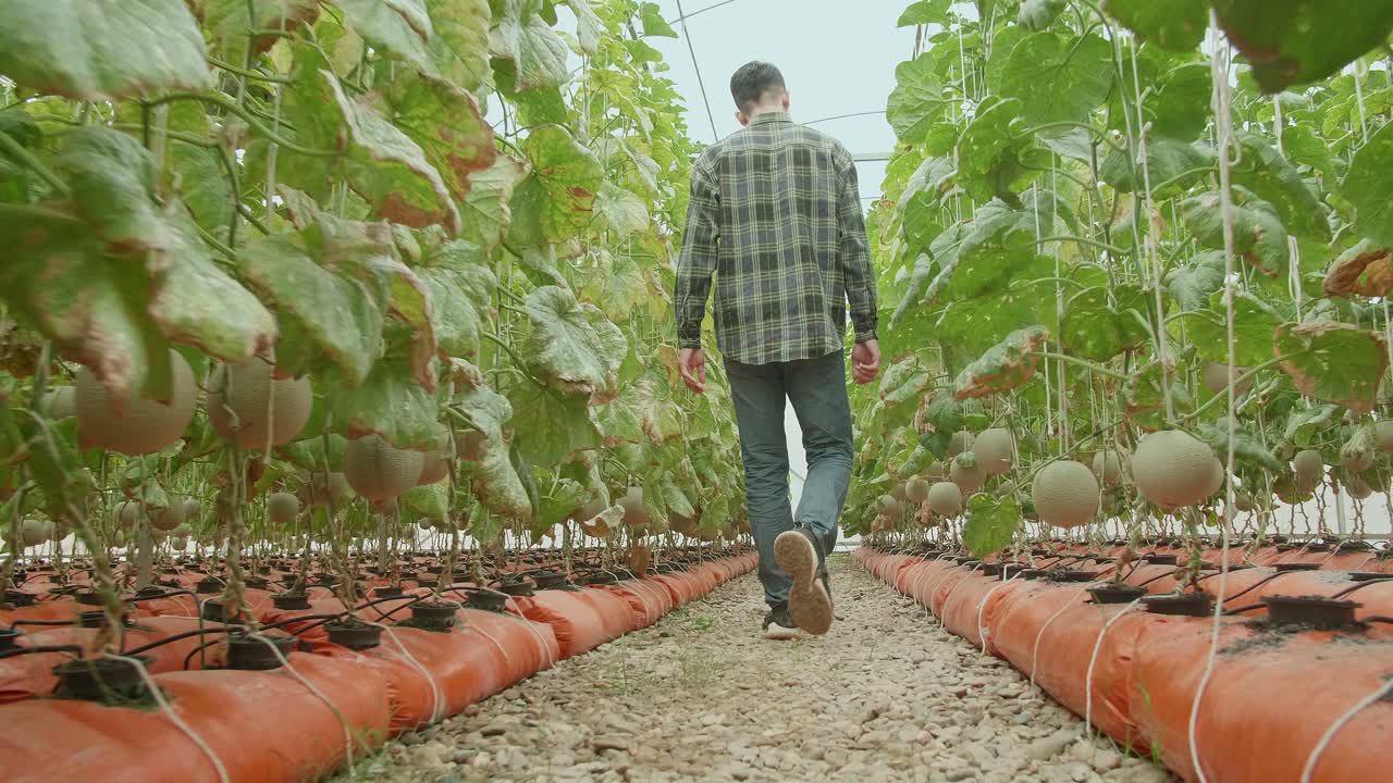 la espalda de un granjero asiático caminando en la casa verde de la granja de melones