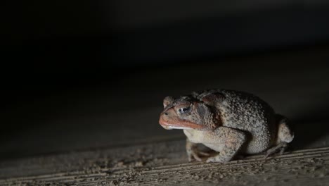 Cámara-Lenta-Del-Sapo-Del-Sur-Usando-Su-Lengua-Para-Agarrar-Un-Gusano-De-Comida-Por-La-Noche