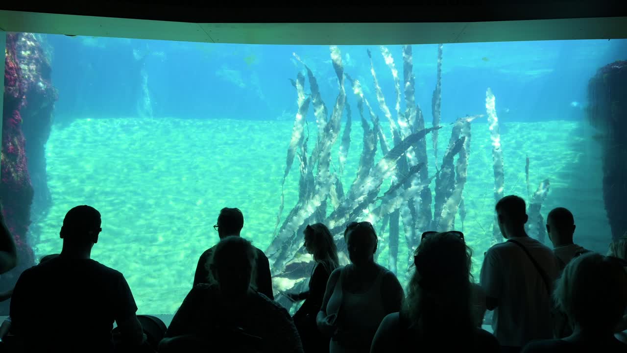 Guests watch the sea lion gallery at the Oceanografic, located in the City of Arts and Sciences in Valencia. This attraction is Europe’s largest oceanographic park, featuring over 500 marine species.