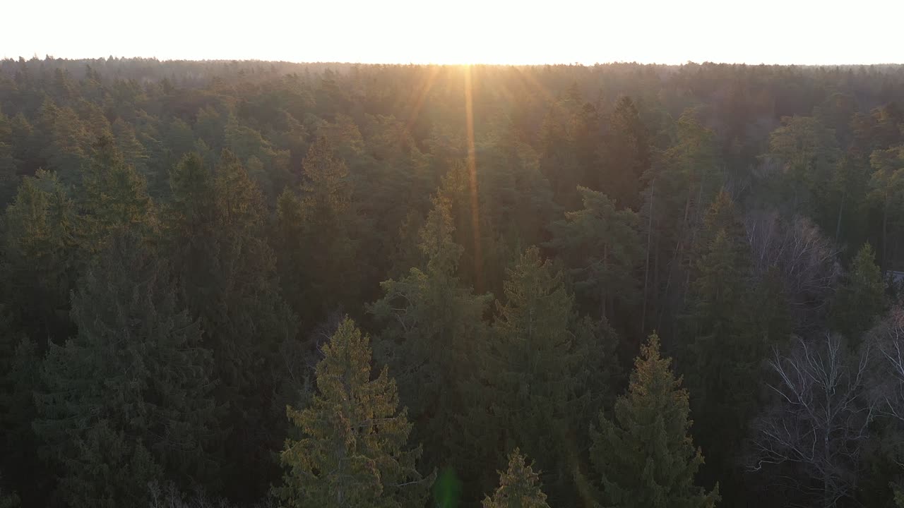 vista aérea de drones del bosque temprano en la mañana