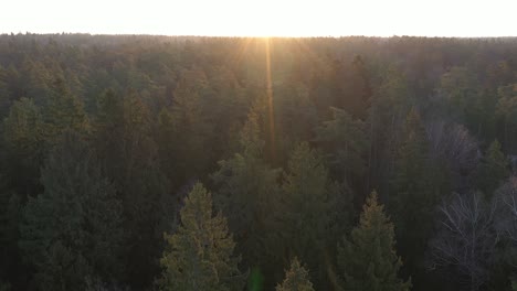 drone aerial view of forest in early morning