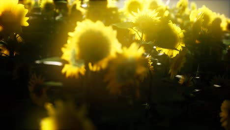 Sunflowers-blooming-in-Late-Summer