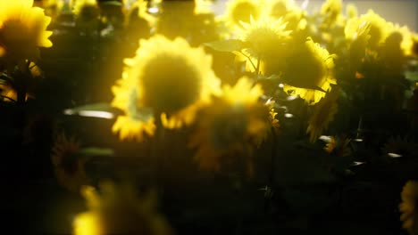 girasoles floreciendo a finales del verano