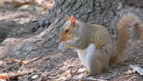 this heartwarming video shows a squirrel beneath a tree, happily eating a nut. it highlights the squirrels playful, curious behavior amid nature
