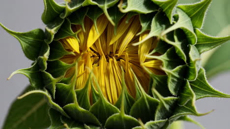 close-up of an unfurling sunflower bud