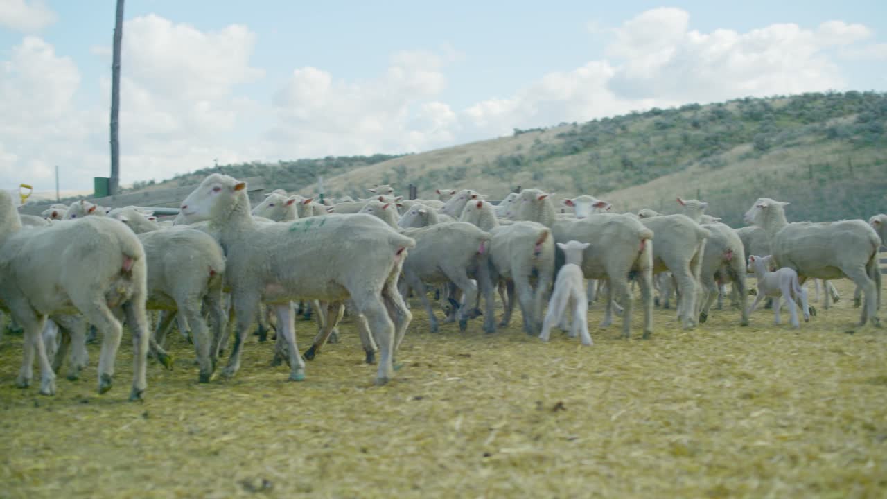 Energetic livestock shot as the camera tracks alongside and pans to follow sheep with lambs running in straw-covered corral. Red barn and fencing in the background with rolling hills and puffy clouds