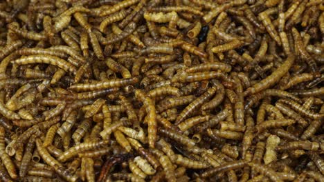 close up of a batch of dried meal worms being added to with freshly produced product