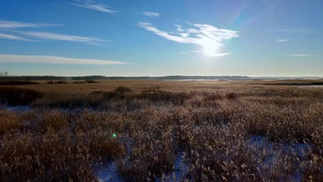 a field of tall grass with a bright sun in the sky