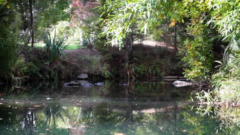 agua estancada de un río en un parque en nueva zelanda