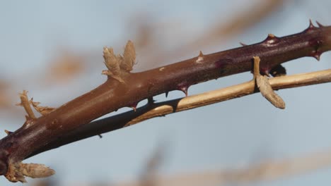 Naturpflanzenzweig-Mit-Dornen