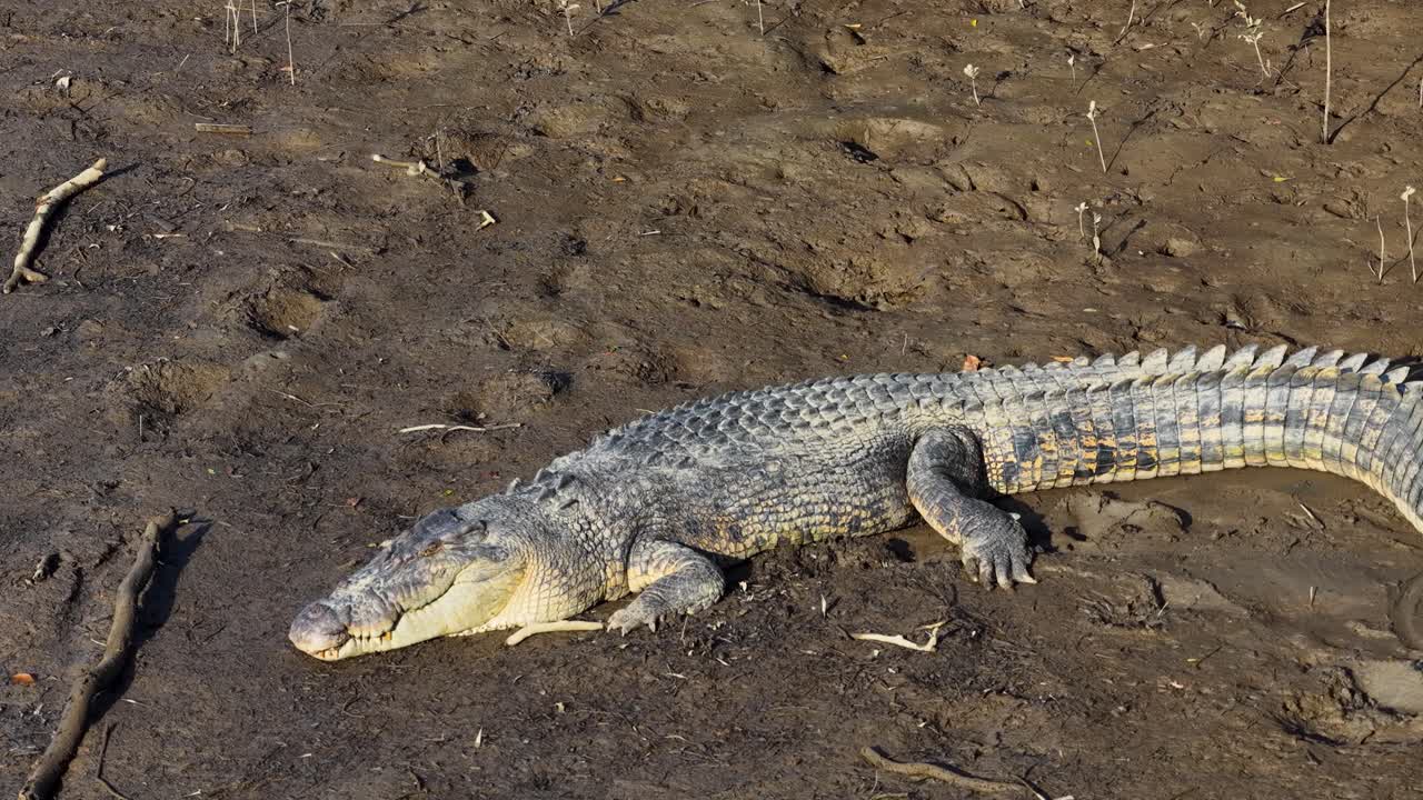 A saltwater crocodile lies motionless on a sunlit riverbank in Port Douglas, showcasing its textured scales and powerful physique