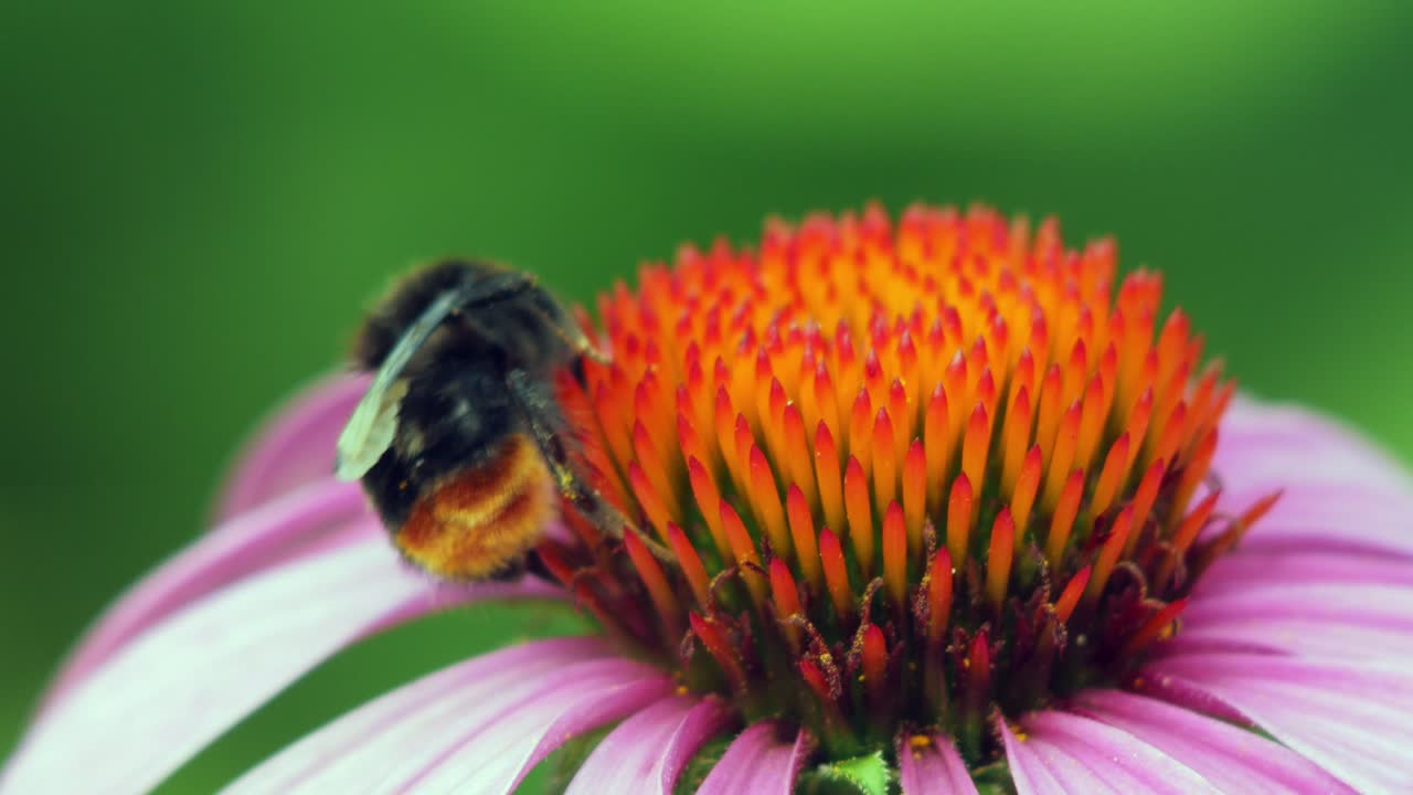 un primer plano macro de un abejorro en una flor de cono púrpura en busca de comida