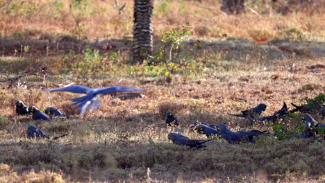 el loro índigo de lear se alimenta en el suelo de nueces de palma licuri, en la bahía tropical de brasil