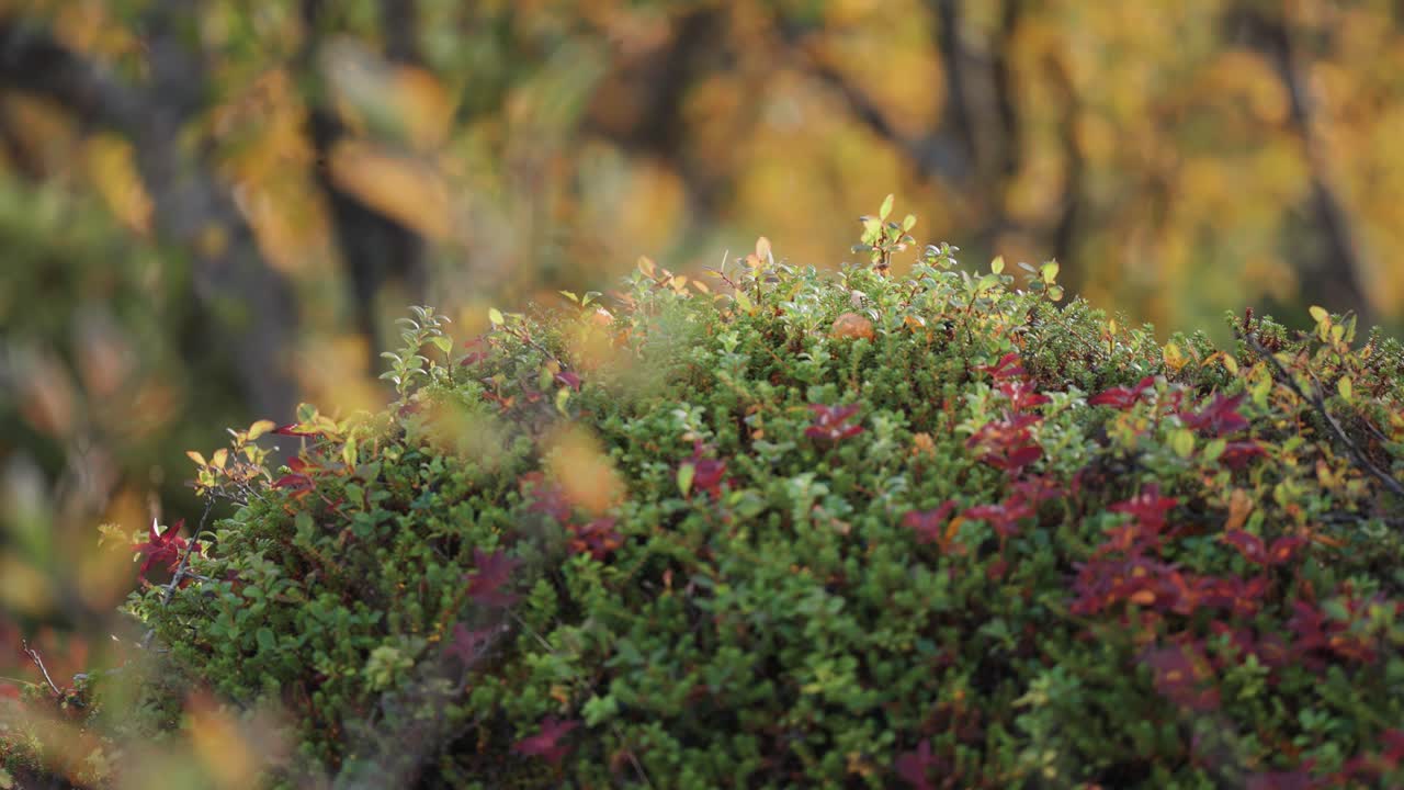 hojas de colores brillantes en las pequeñas plantas en la tundra de otoño