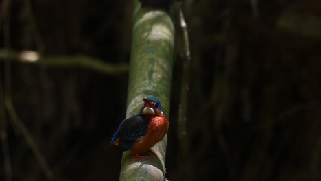 Perched-on-a-bamboo-looking-up-and-around-while-the-sunlight-dims-as-the-clouds-pass-by