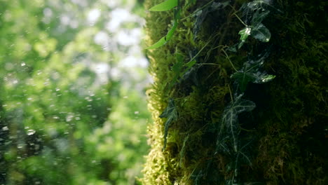 tronco de árbol forestal con musgo y hiedra