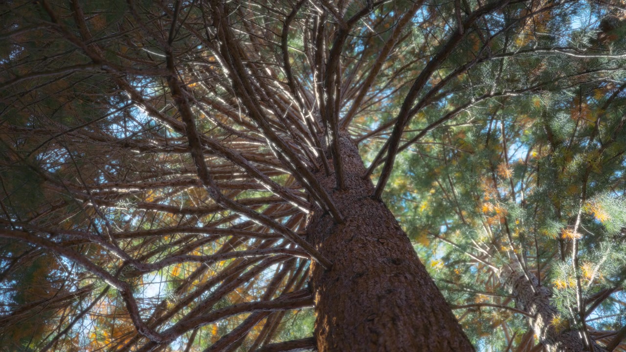 Guardando in alto l'albero di sequoia gigante