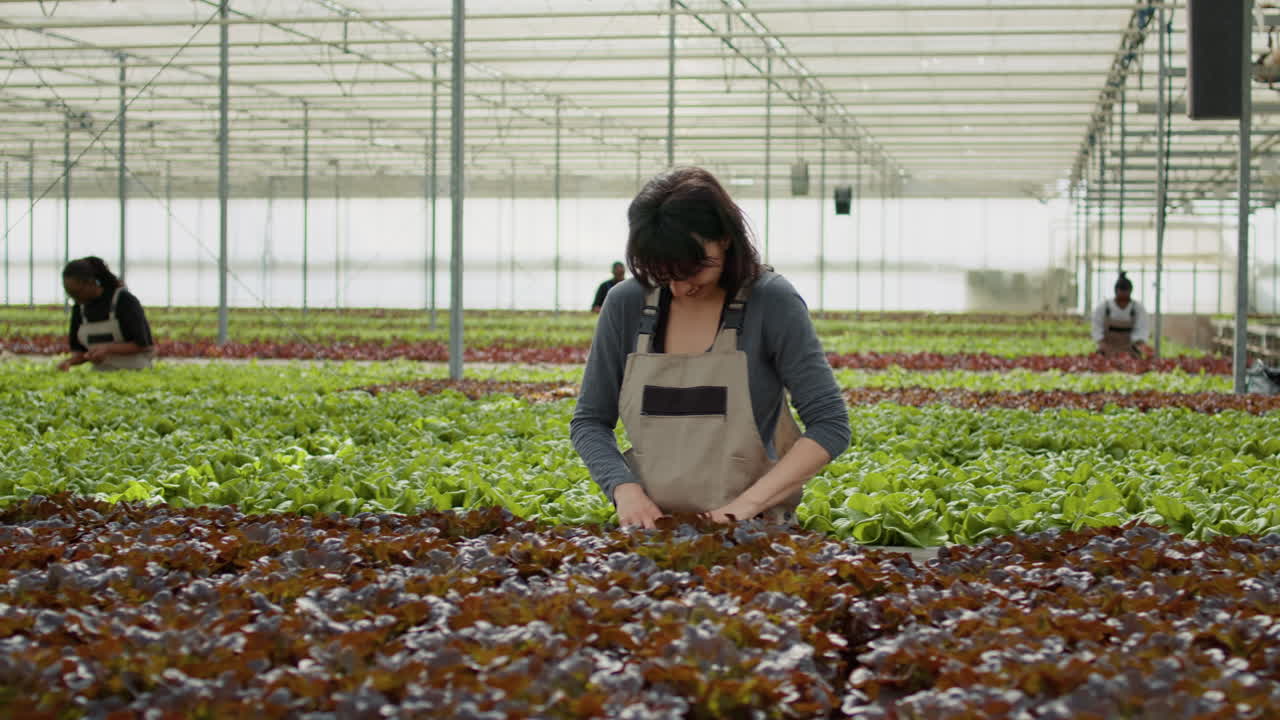 Workers Harvesting Lettuce in a Greenhouse