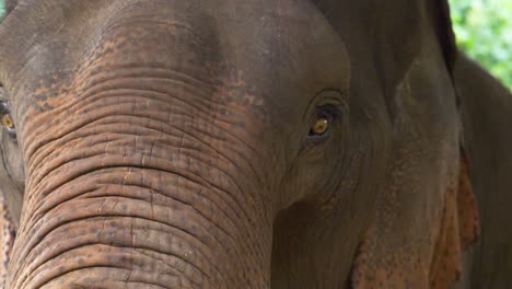 rescued asian elephant at a wildlife sanctuary