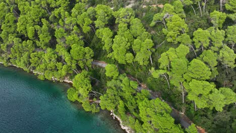 coastal forest aerial view
