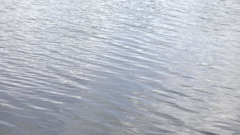 Ondas-De-Agua-En-Un-Pequeño-Lago-Del-Medio-Oeste