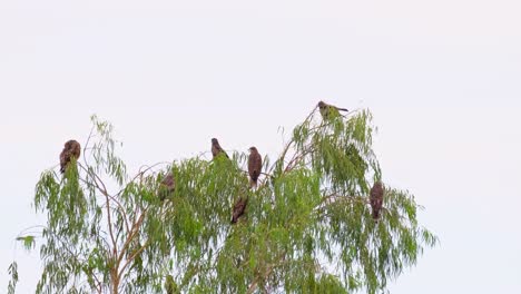 black-eared kite, milvus lineatus, 4k footage