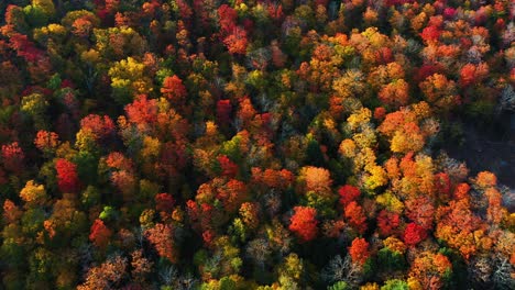 Fabulosos-Colores-Otoñales-En-Un-Bosque-Denso,-Vista-Aérea-De-Pájaros