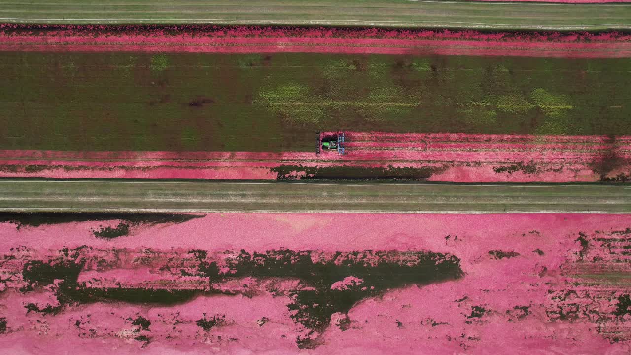 A harrow tractor slowly works its way through a cranberry bog gently knocking cranberries off their vine allowing their buoyancy to float them to the water's surface