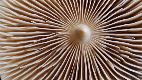 close-up of mushroom gills