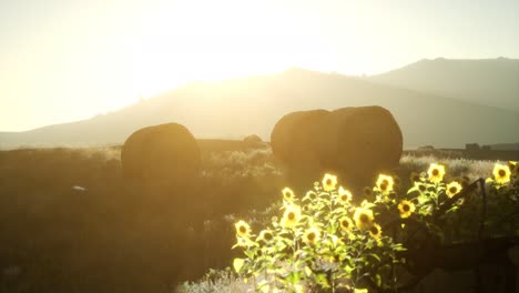 hay bales in the sunset