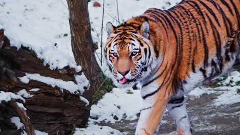 Male-Siberian-tiger-or-Amur-tiger-walking-in-snowy-winter-landscape-slow-motion