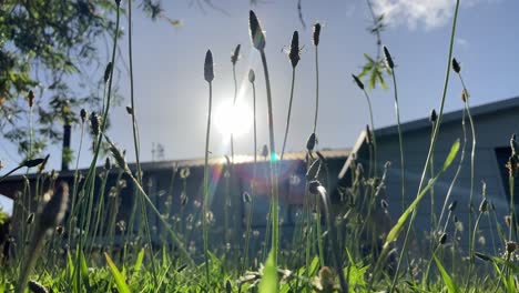 Sonniger-Tag-Niedriger-Winkel-Von-Neuseeland-Garten-Gras-Im-Wind-Strahlende-Sonne-Fröhliche-Stimmung-Entspannend-Schön-Frühling-Natur-Haushalt-Hausgarten-Hinterhof-Rasen