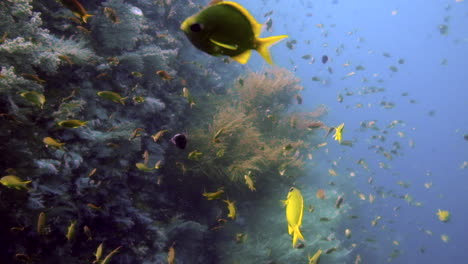 vertical shot of colorful reef fishes swimming undersea with soft and hard corals - underwater